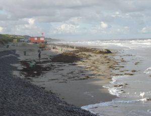 Camperduin sea weed 2007 (1)